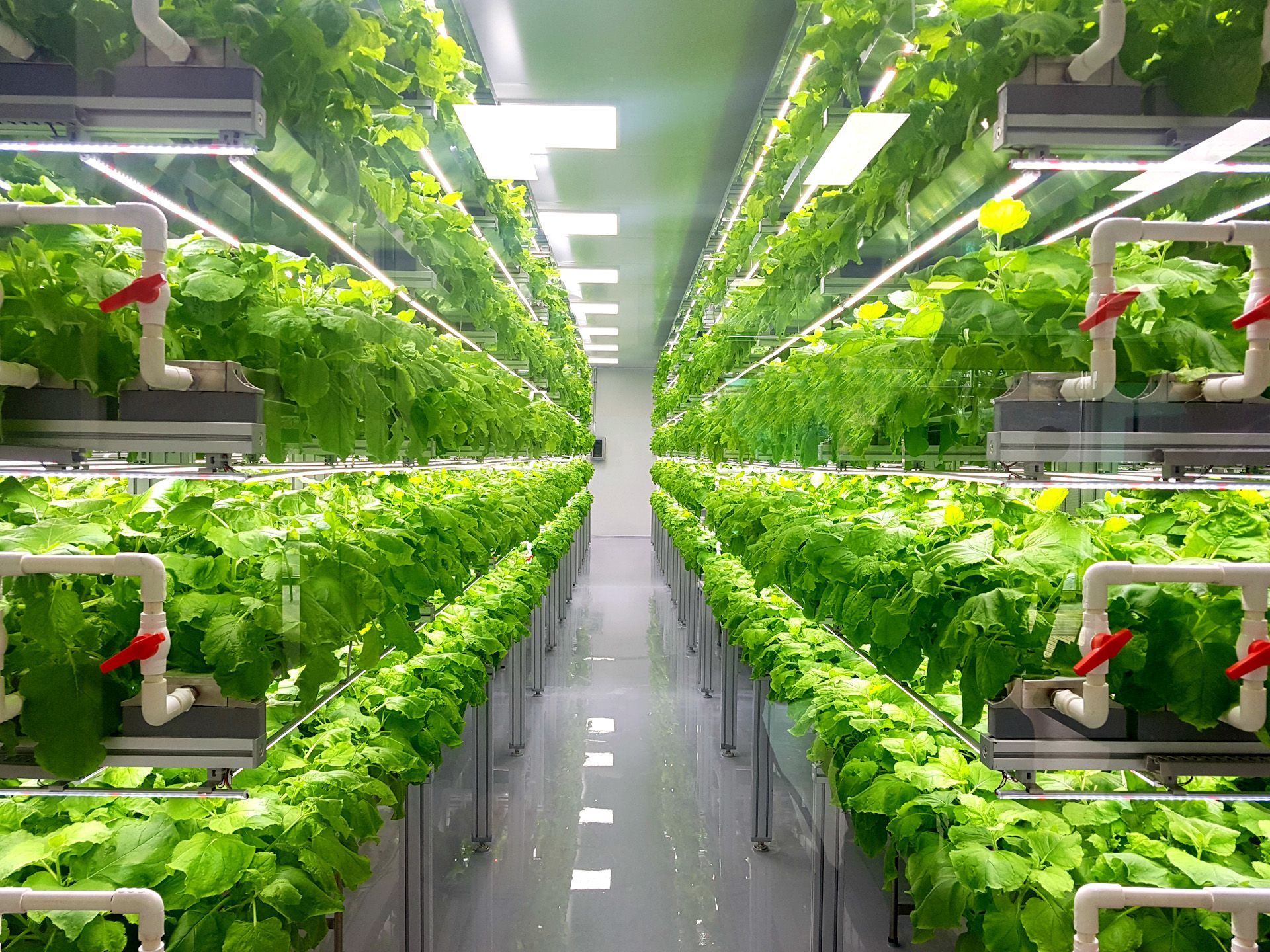 Grower inspecting a hydroponic lettuce plant