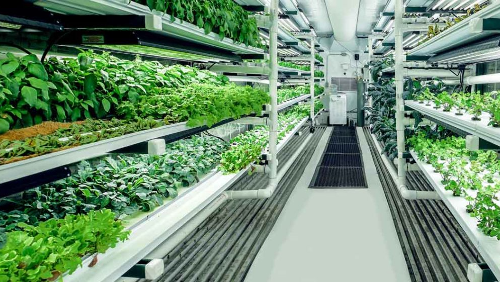 Aisles of plants growing on shelves at Golden Valley Hydroponics