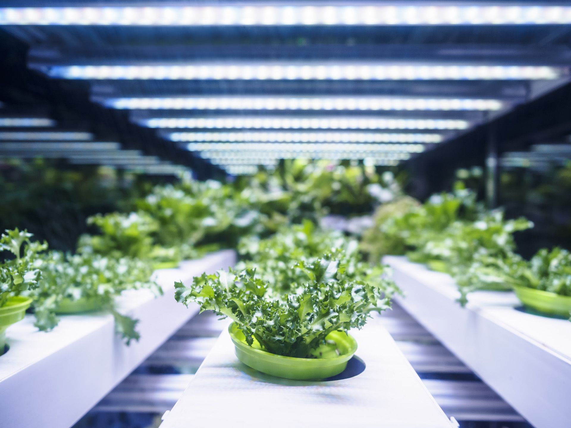 Hydroponic Systems at Golden Valley Hydroponics