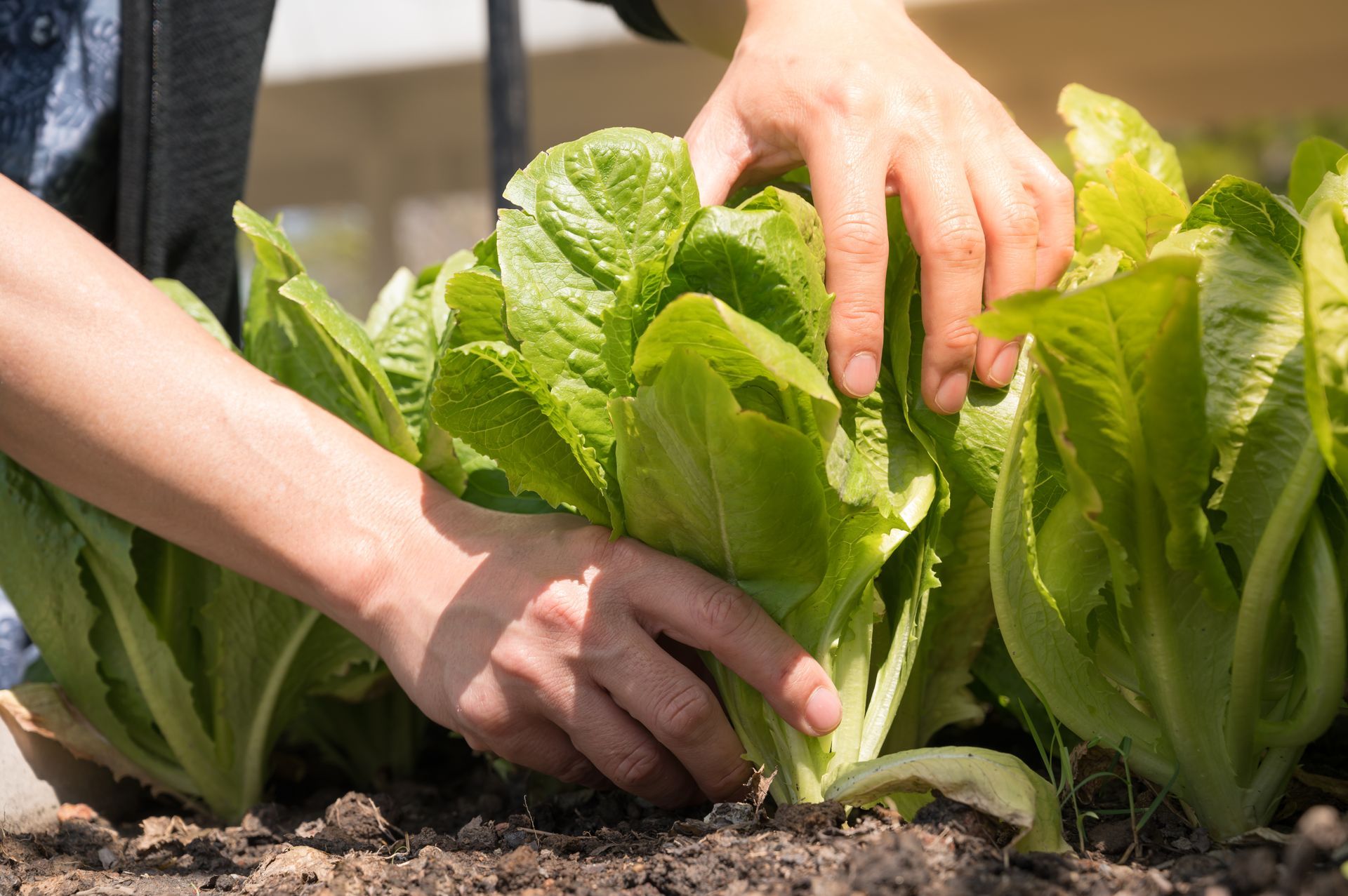 Soil-grown lettuce being harvested by hand