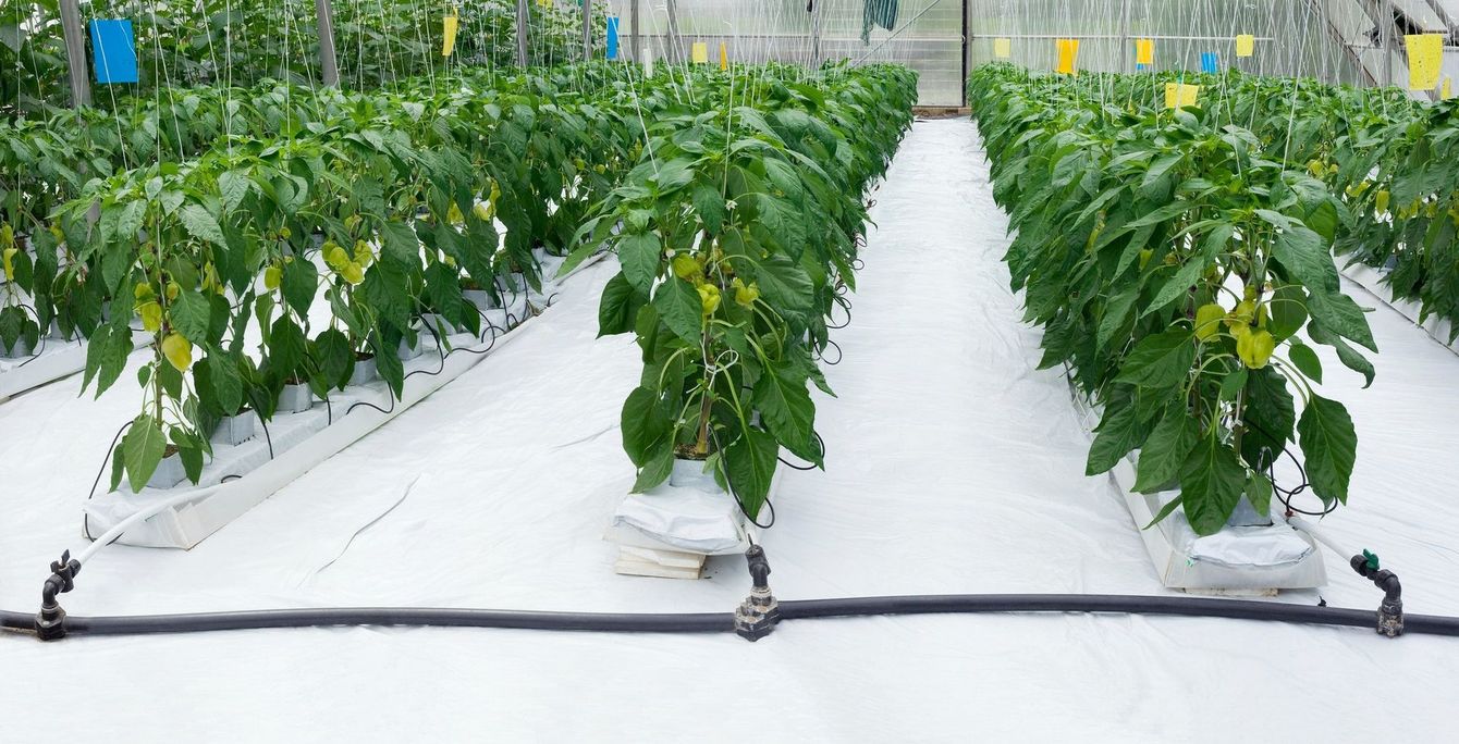 Pest & Disease Control at Golden Valley Hydroponics