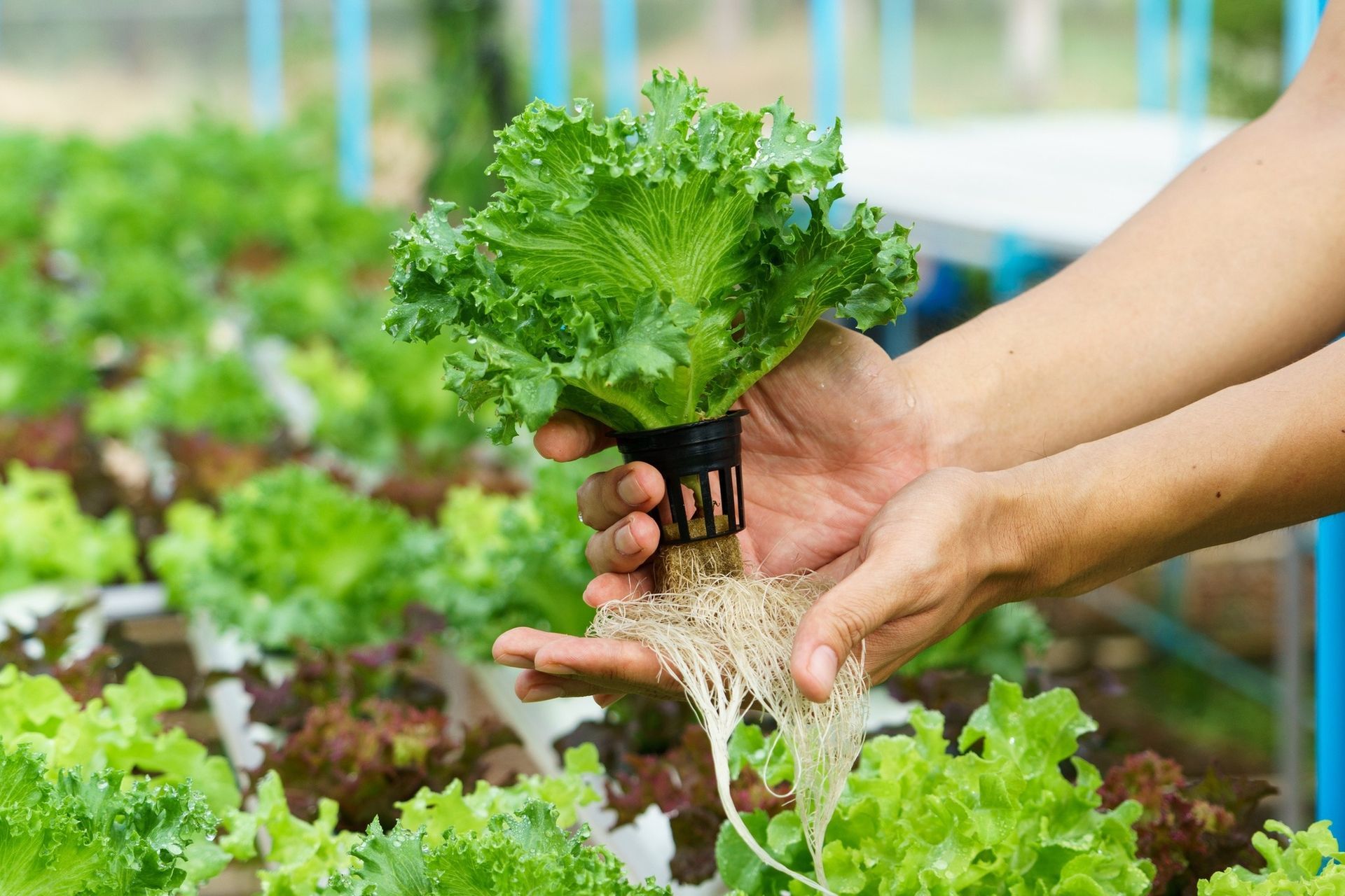 Hydroponically grown lettuce with clean white root mass